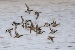 İngiltere'de Kuş Gribi (Avian Influenza) Son Durum