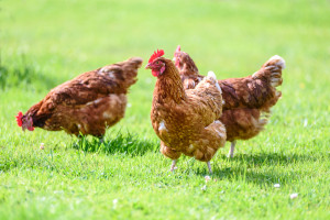 APHA Soruşturması Sonucu Devon'da Kümes Hayvanı Yetiştiricisine Ceza