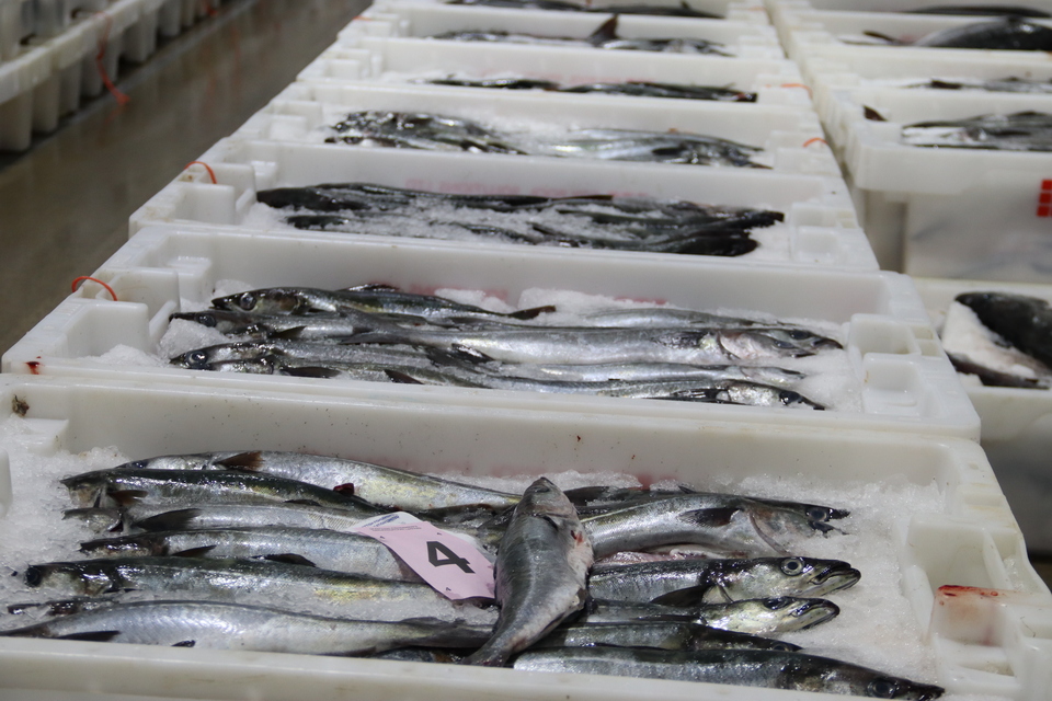 Balık, İzle, Gönder – Yeni Yasadışı Balıkçılık Düzenlemeleri Yürürlükte, MMO İngiltere Deniz Ürünleri Sektörünü Geçişte Destekliyor