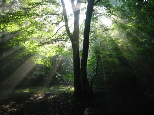 Highgate Wood kafesi yeni işletmeciyle yenileniyor