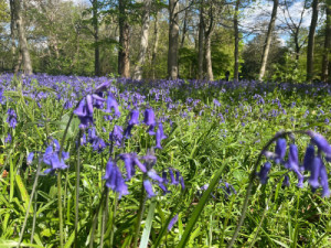 Epping Forest'ten Mavi Çan Çiçekleri İçin Erken Uyarı